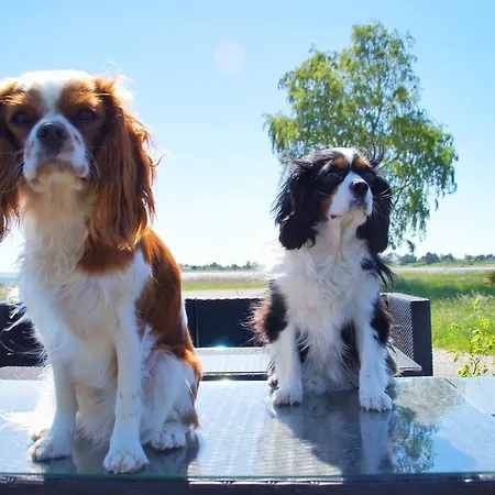 Aarhus Bugtens Perle *